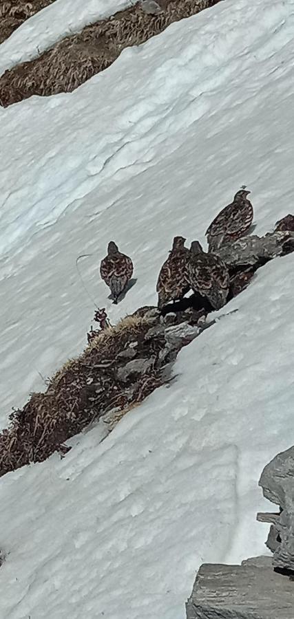 Chandarshila Hike Homestay Ukhimath Buitenkant foto